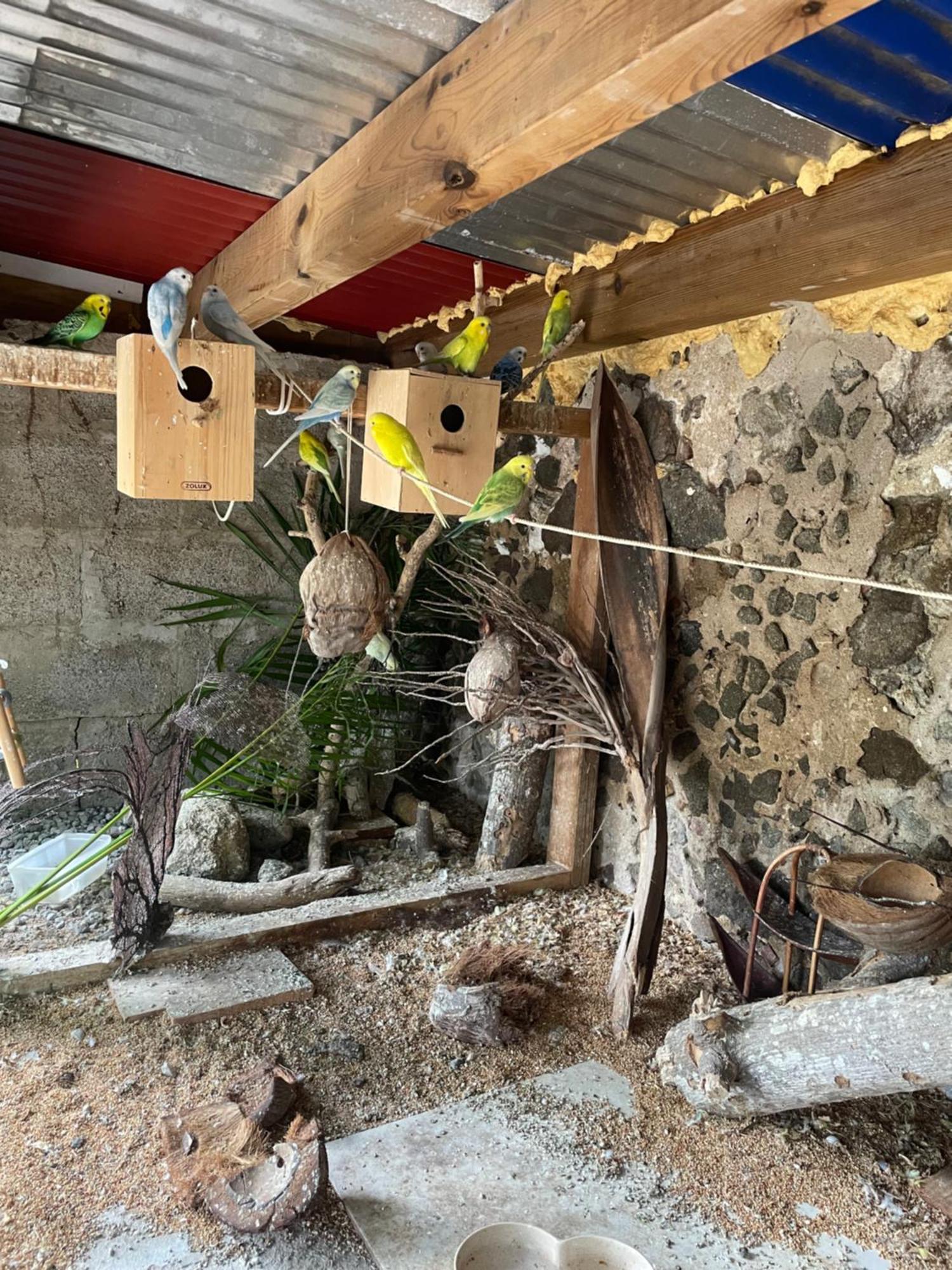 Les Hamacs Aux Saintes Hotel Terre-De-Haut Bagian luar foto